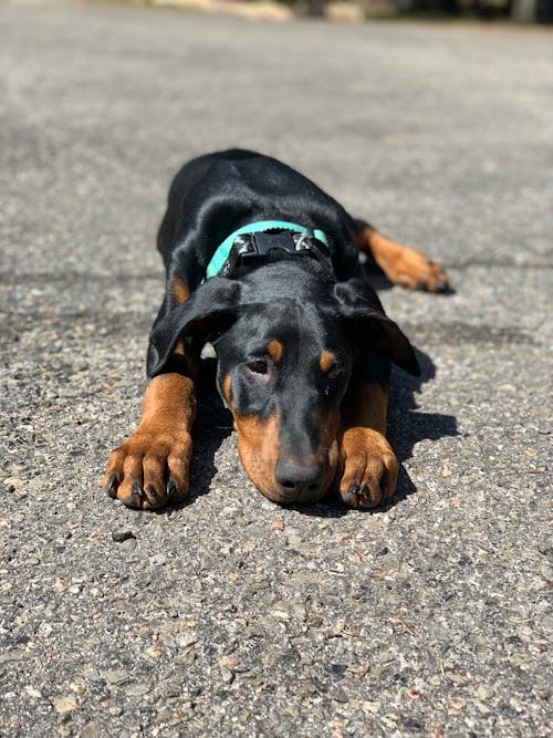 Kostnadsfri bild av djurfotografi, doberman, golv