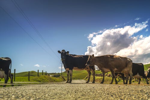 Black and White Cow Standing Beside Brown Cow during Daytime