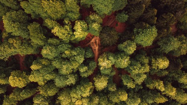Stunning drone shot capturing a lush forest canopy in Larrau, France.