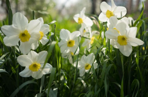 Beautiful White Flowers in Bloom