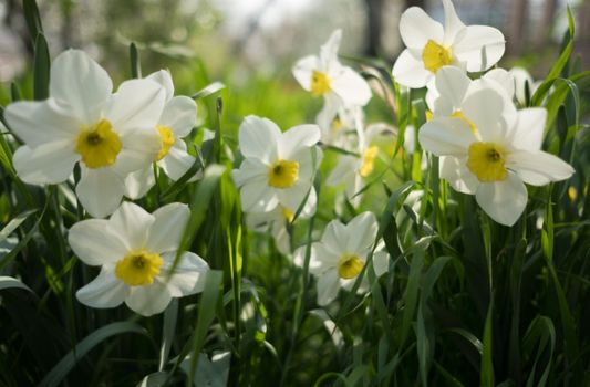 Bright white and yellow daffodils blooming in a lush green garden setting during spring.