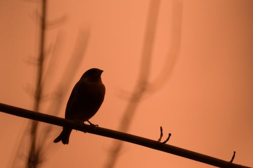 A Silhouette of a Bird Perched on a Branch