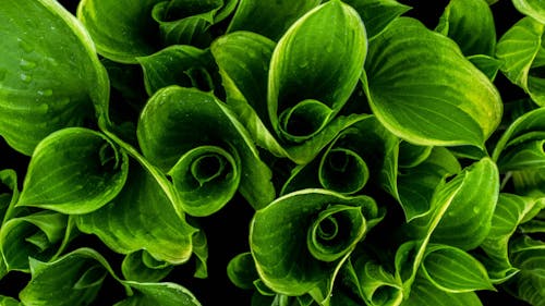 無料 緑の葉の植物のクローズアップ写真 写真素材