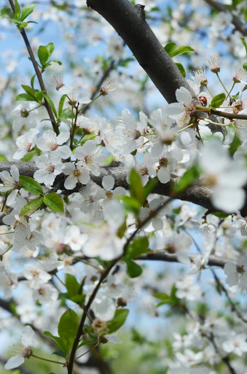 Close-Up Photo of White Flowers