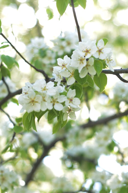 Beautiful White Flowers on Tree Branches