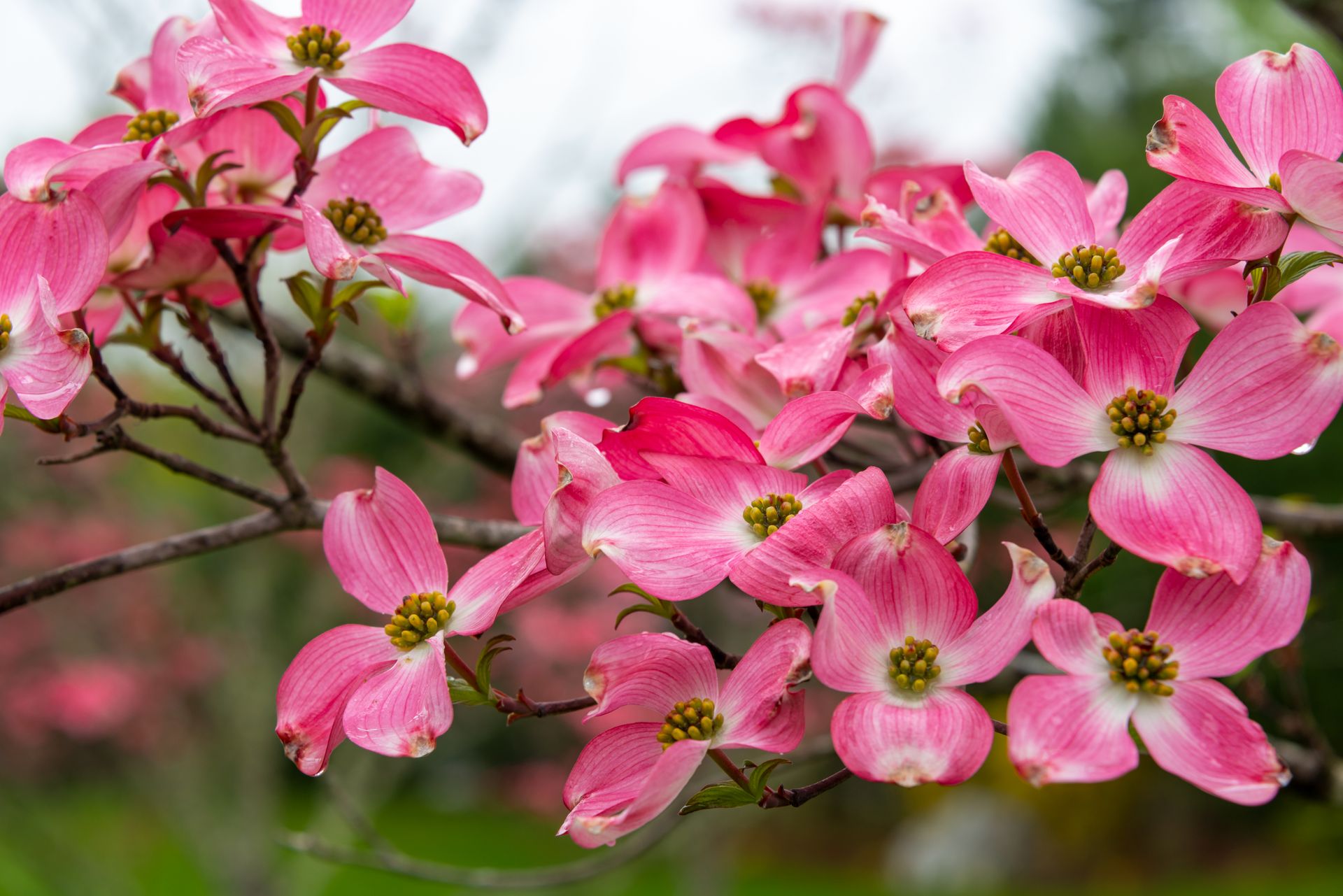 Close-up of pink dogwood flowers in full bloom during spring in Southborough, MA.