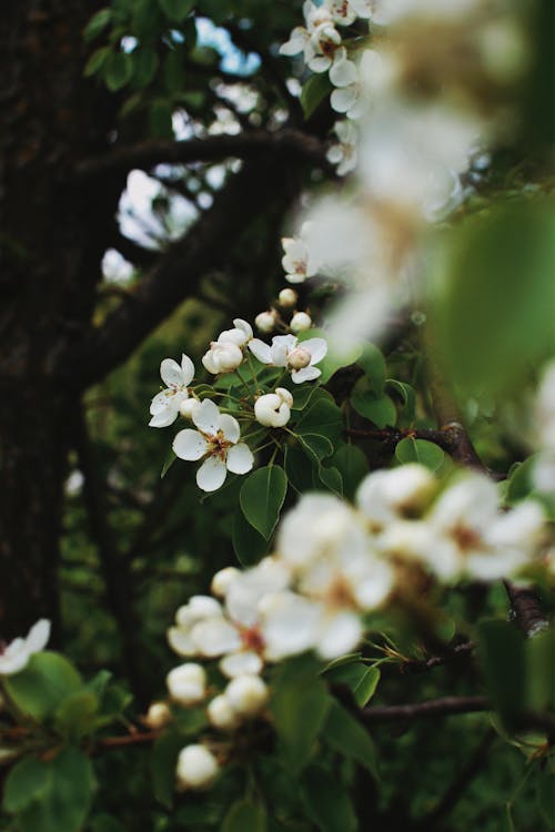 Close-Up Photo of Cherry Blossom Flowers