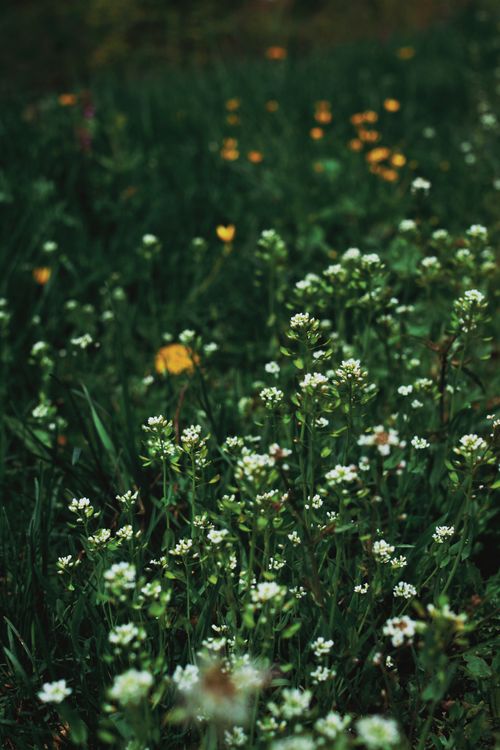 Free Vibrant green field with white and yellow flowers blooming in a meadow setting. Stock Photo