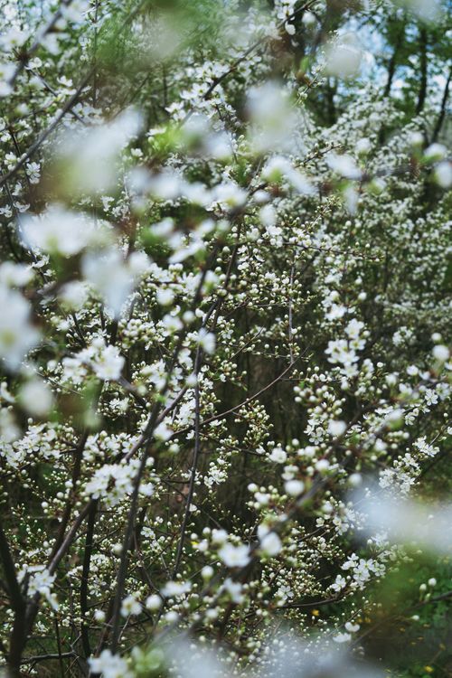 Free A beautiful display of white blossoms in full bloom during springtime, showcasing nature's elegance. Stock Photo