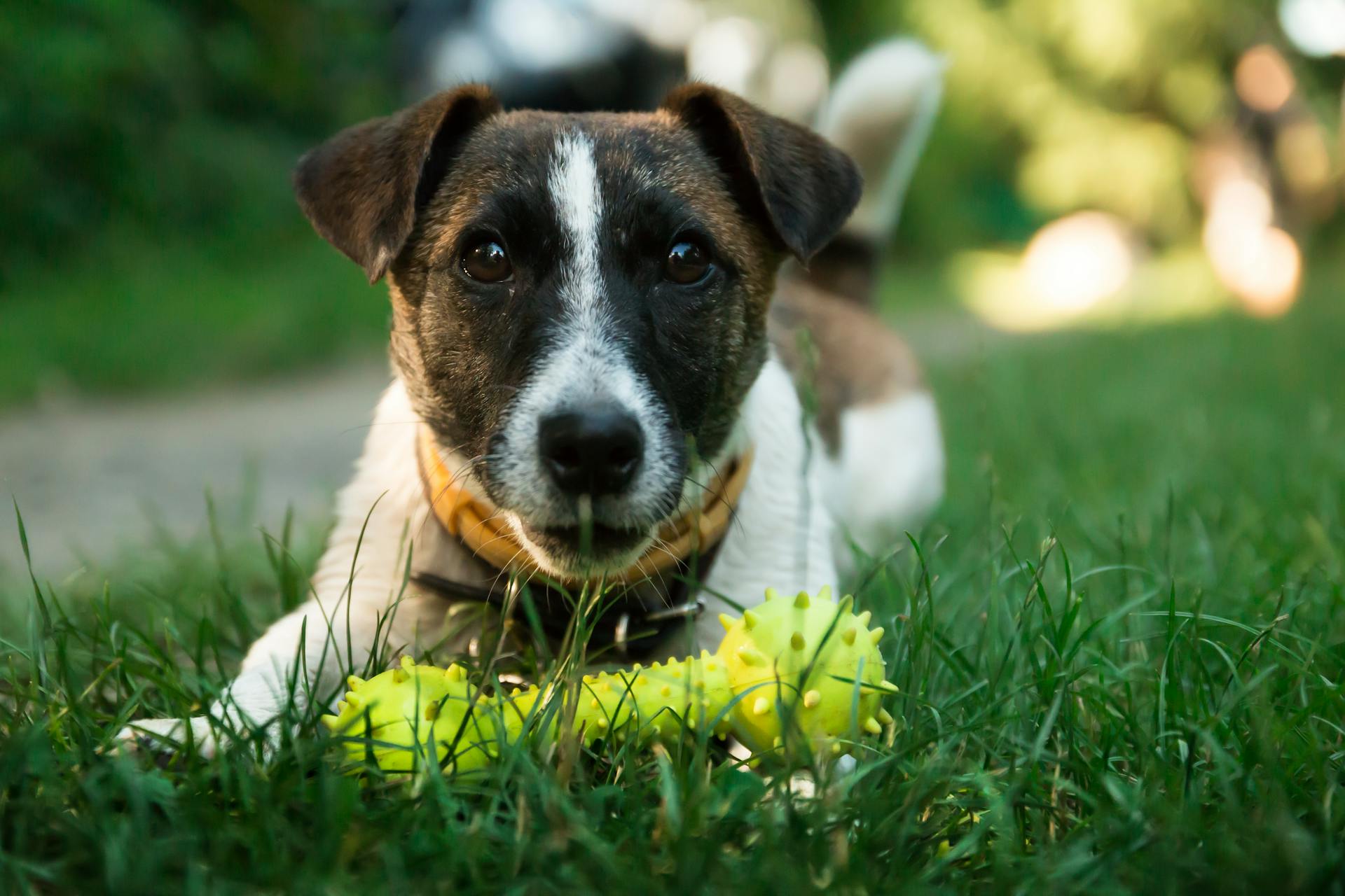 Brun och vit kortklädd hund på grönt gräs bredvid gul hundbenleksak under dagtid