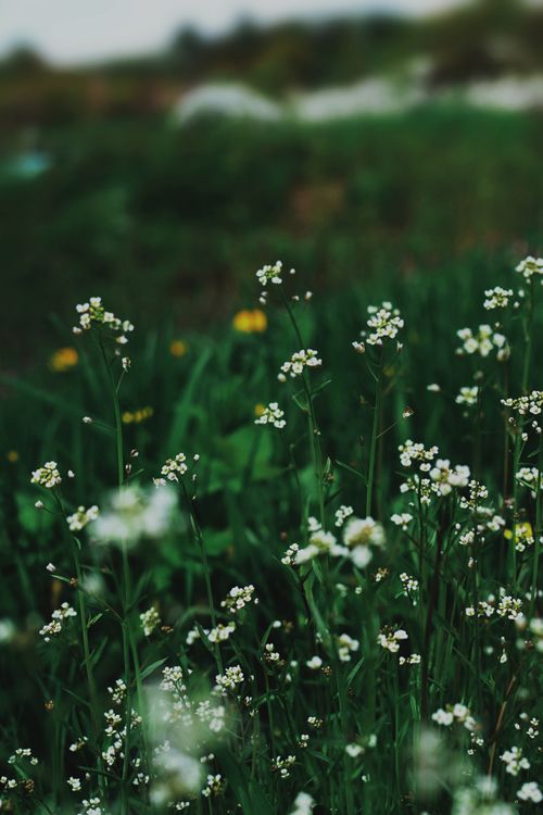 Free A peaceful scene of white wildflowers blooming in a lush green field, capturing the essence of spring's renewal. Stock Photo