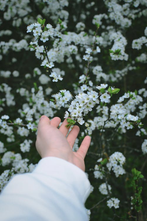 Person Holding White Flowers