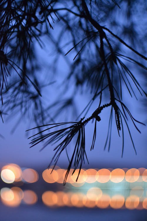 Fotobanka s bezplatnými fotkami na tému bokeh, borovicové listy, purpurová obloha