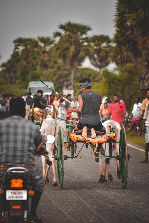 Carriage being pulled by a Cow 