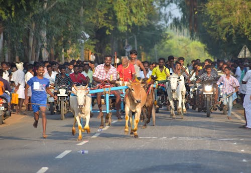 People Parading Cows on the Road
