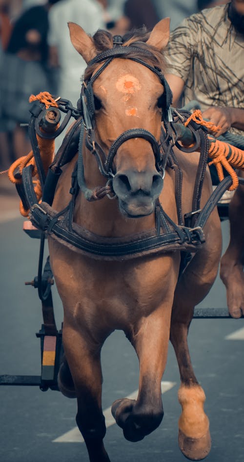 Brown Horse With Black Leash