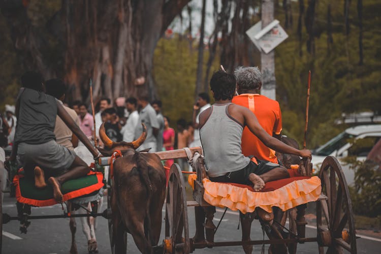 Back View Of People  Riding On Carriages