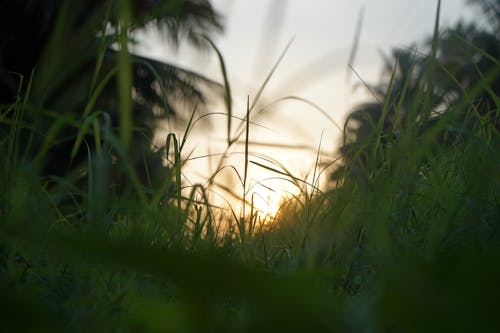 Green Grass Field During Sunset