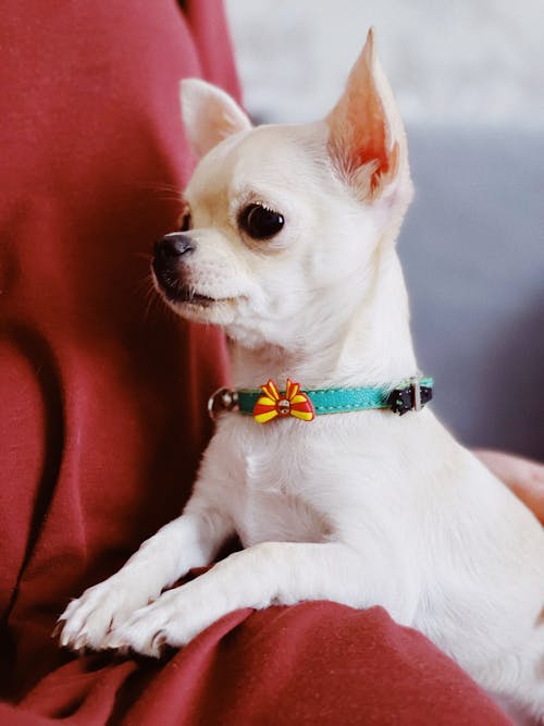 Free Chihuahua Sitting on Persons Lap Stock Photo