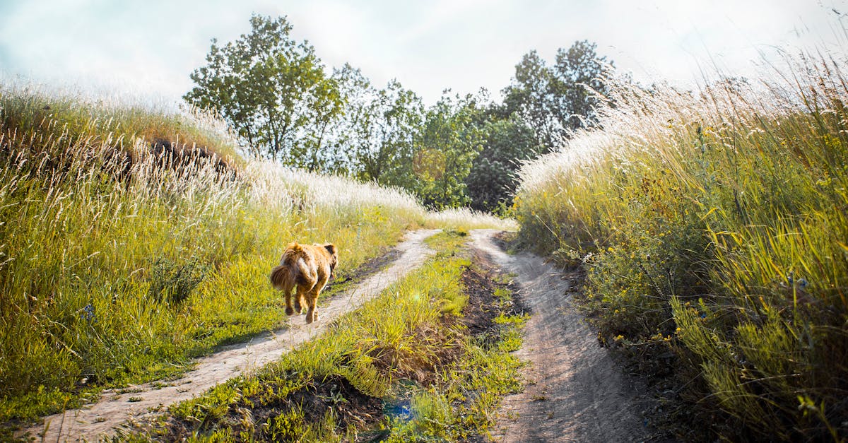Dog Cooling Vest Review: An Engineer’s Honest Breakdown Dog Cooling Vest Review: An Engineer’s Honest Breakdown