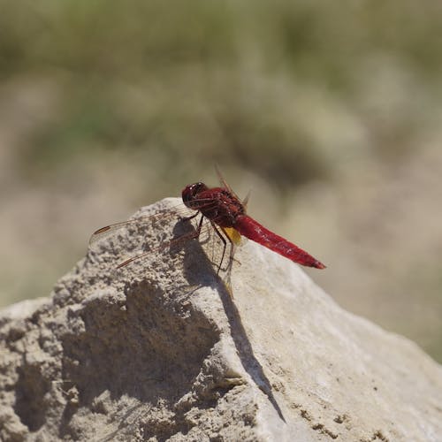Free stock photo of cyprus, dragonflies