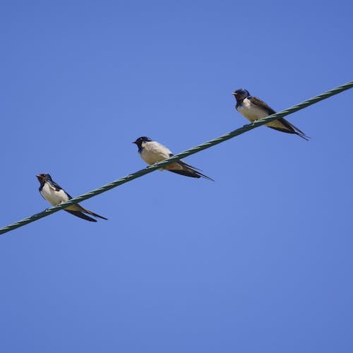 Free stock photo of birds, bluesky, three