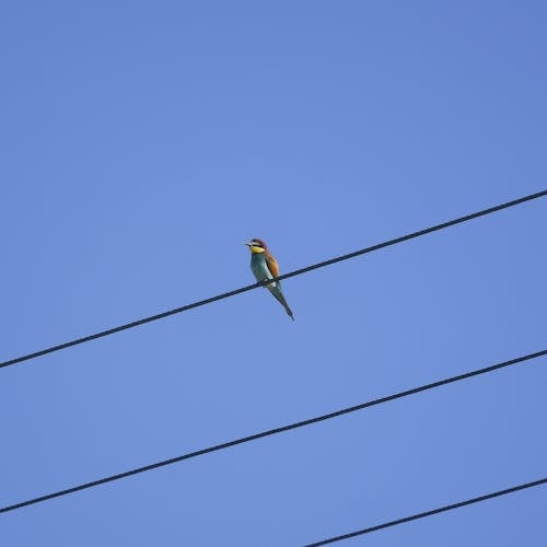 Free stock photo of birds, bluesky, bright colours