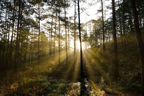 天性, 太陽光線, 森林 的 免費圖庫相片