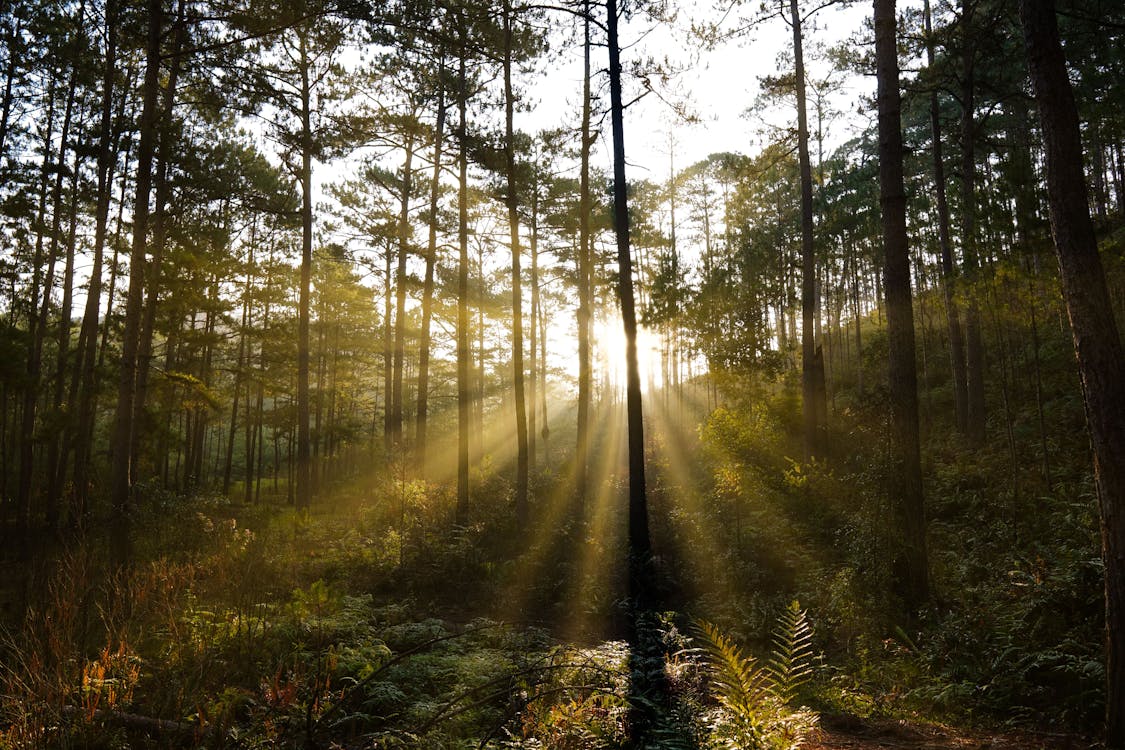 Foto stok gratis alam, alam liar, hutan