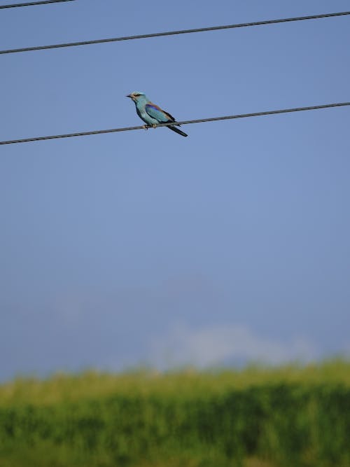 Free stock photo of birds, bluesky, bright colours