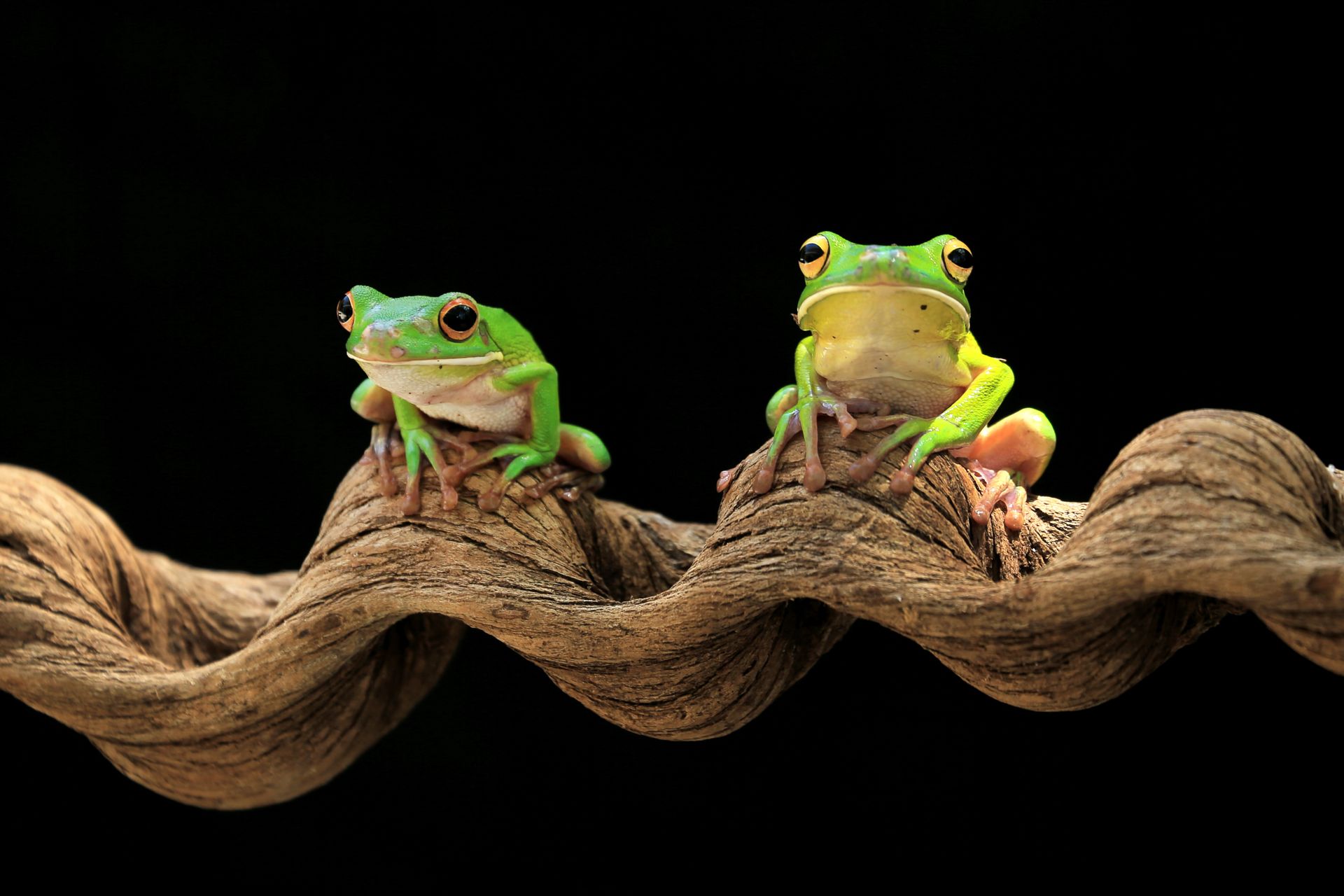 Green Frogs on Brown Tree Branch