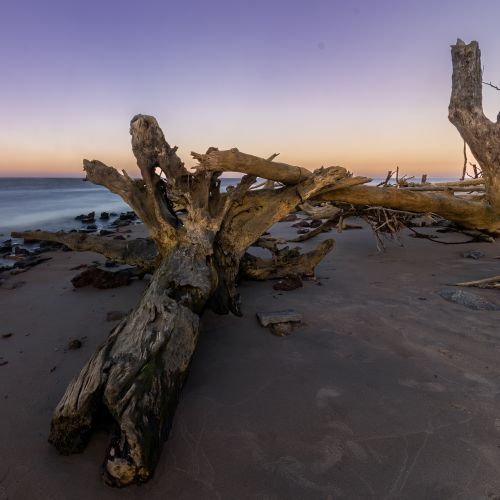 Free Majestic driftwood on a tranquil Brazilian beach at sunset, offering a serene and natural landscape. Stock Photo