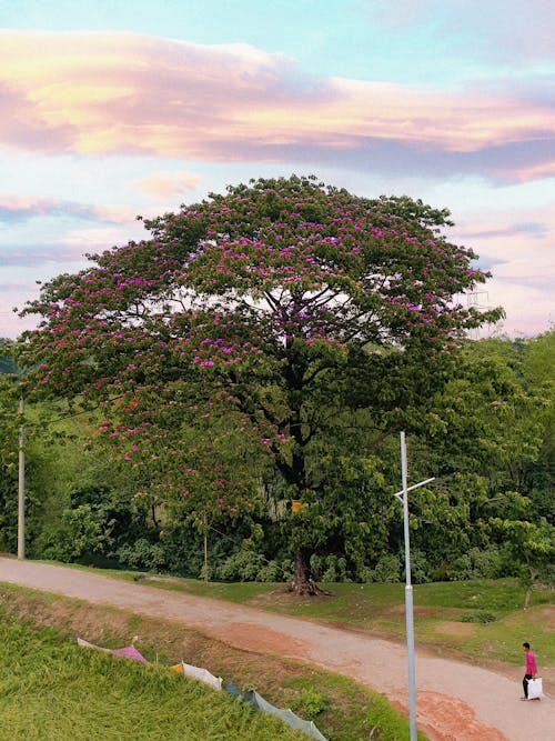 Free big alone tree by marzia Stock Photo
