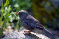 Close Up Photo of a Black Bird