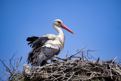 Kostenloses Stock Foto zu blauer himmel, nest, storch