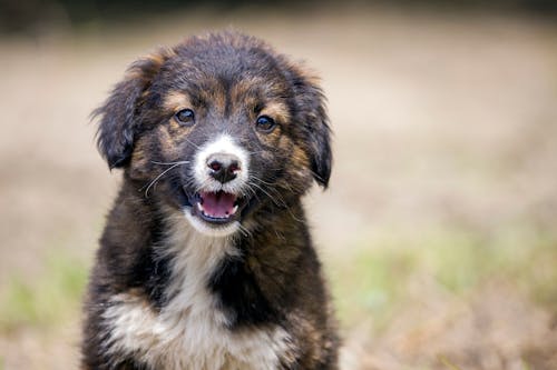 Gratis stockfoto met aanbiddelijk, australische herder, babyhondje