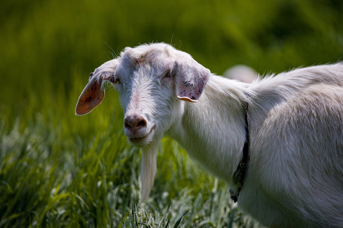 Close-Up Photo of White Goat
