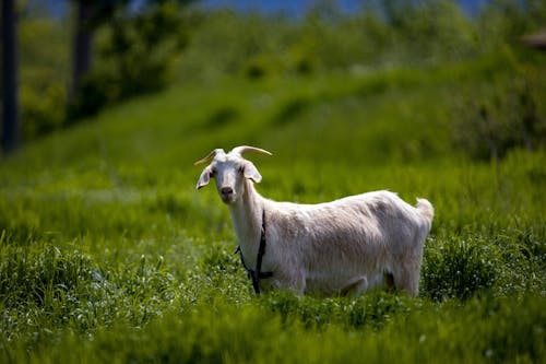 Selective Focus Photo of White Goat on Grassfield