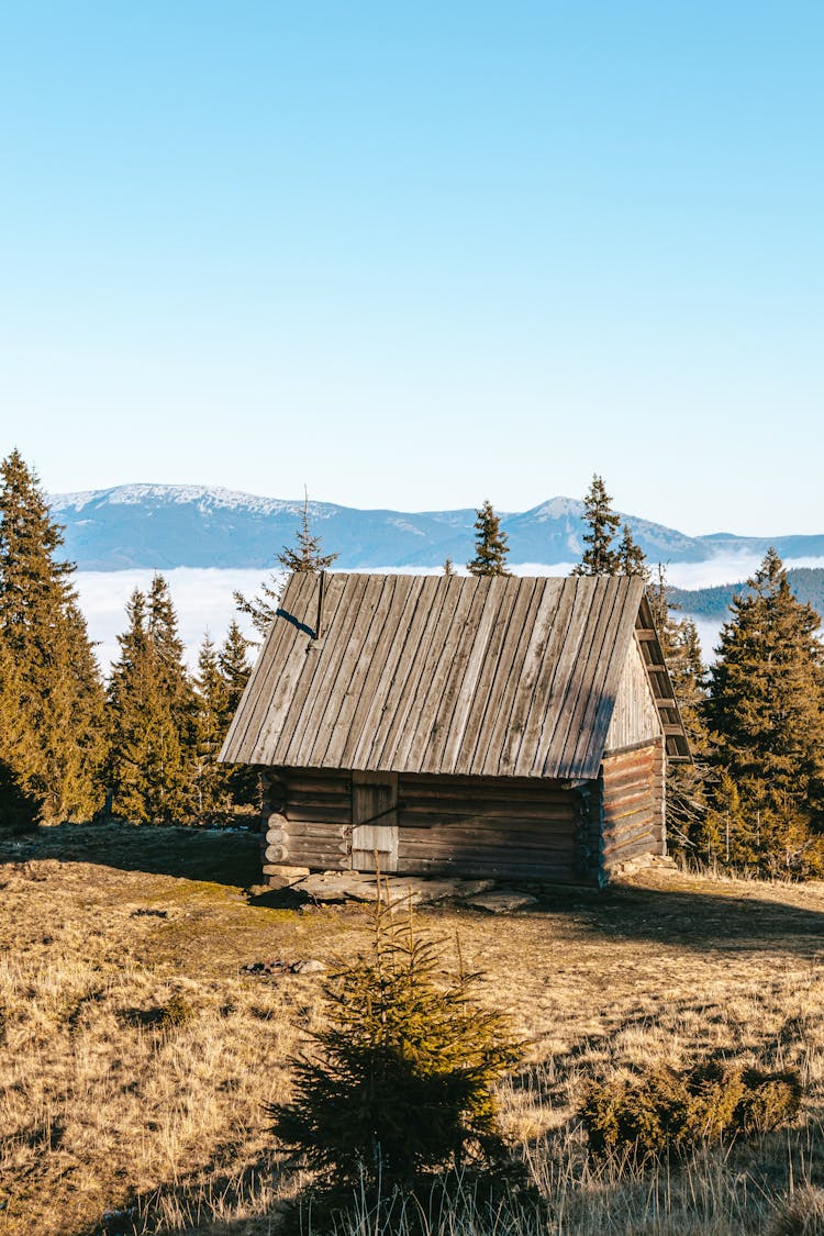 Log Cabin Surrounded With Coniferous Trees 