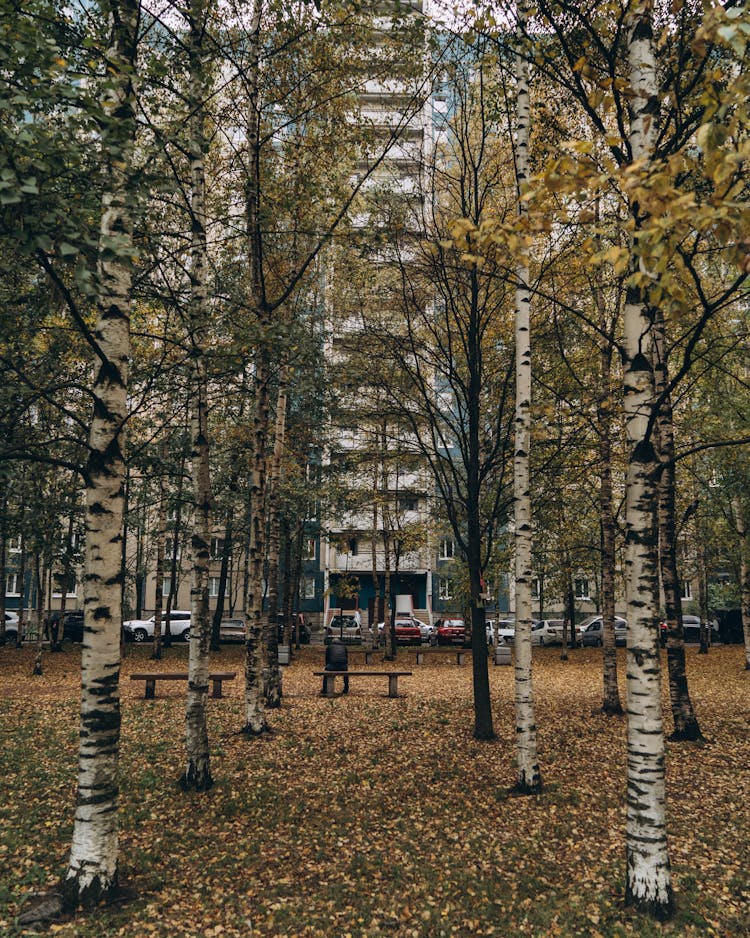 Birch Trees On The Park