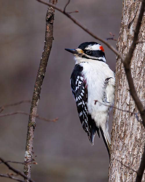 Close-up Photo of a Downy Woodpecker Bird