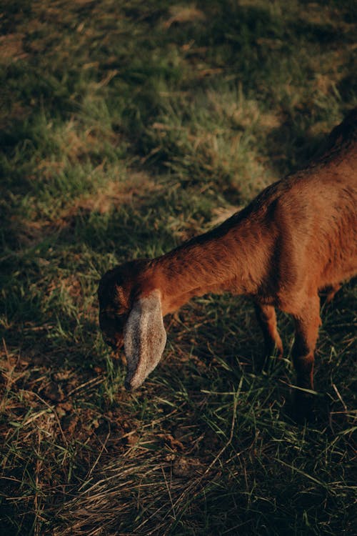 Fotos de stock gratuitas de animal de granja, cabra anglo-nubia, comiendo
