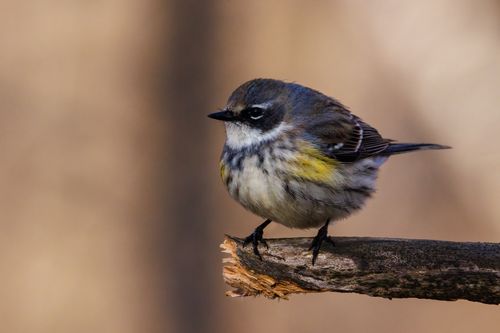 Free Detailed close-up shot of a Myrtle Warbler perched on a branch with a blurred background. Stock Photo