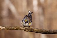 Close up of a Yellow-rumped warbler (Setophaga coronata). Lower classification Myrtle warbler (Dendroica coronata coronata) perched on a dead tree branch during early spring.