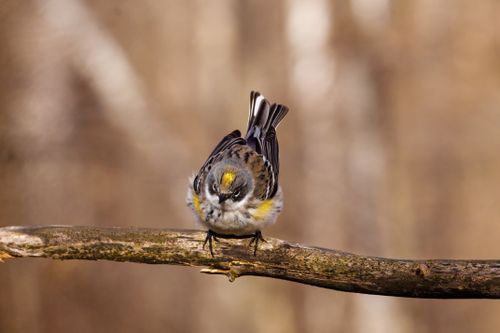 Free A detailed close-up of a yellow-rumped warbler perched on a tree branch in a natural setting. Stock Photo