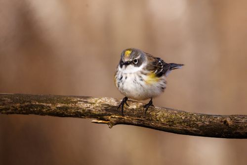Free Yellow-rumped warbler perched on a branch in a natural setting, highlighting its vibrant plumage. Stock Photo