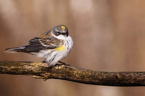 Free Detailed close-up of a yellow-rumped warbler sitting on a branch in a natural setting. Stock Photo
