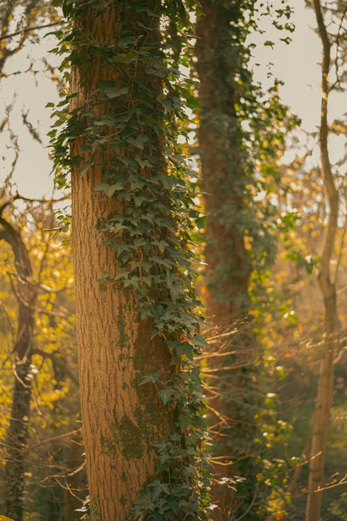бесплатная Бесплатное стоковое фото с ботанический, вертикальный выстрел, ветви Стоковое фото