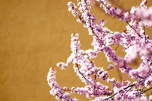 Darmowe zdjęcie z galerii z gałęzie, jasny, kwiat