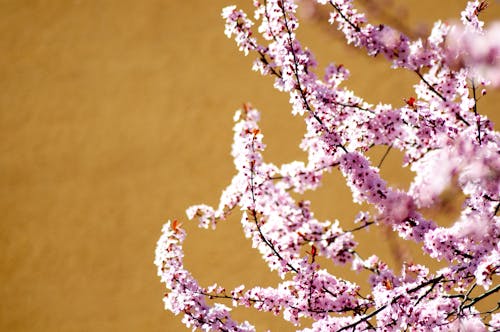 Pink Cherry Blossom Flowers